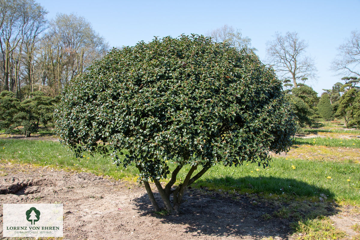 Ilex meserveae 'Blue Princess'