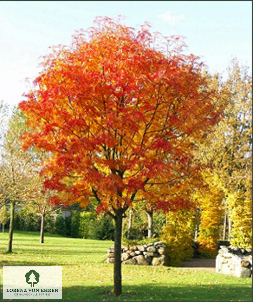 Sorbus 'Dodong'