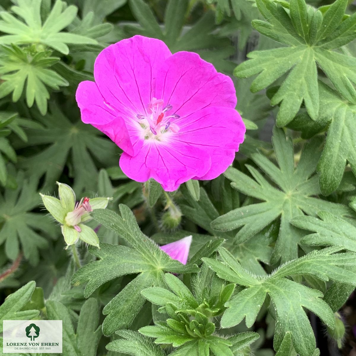 Geranium sanguineum 'Elsbeth'