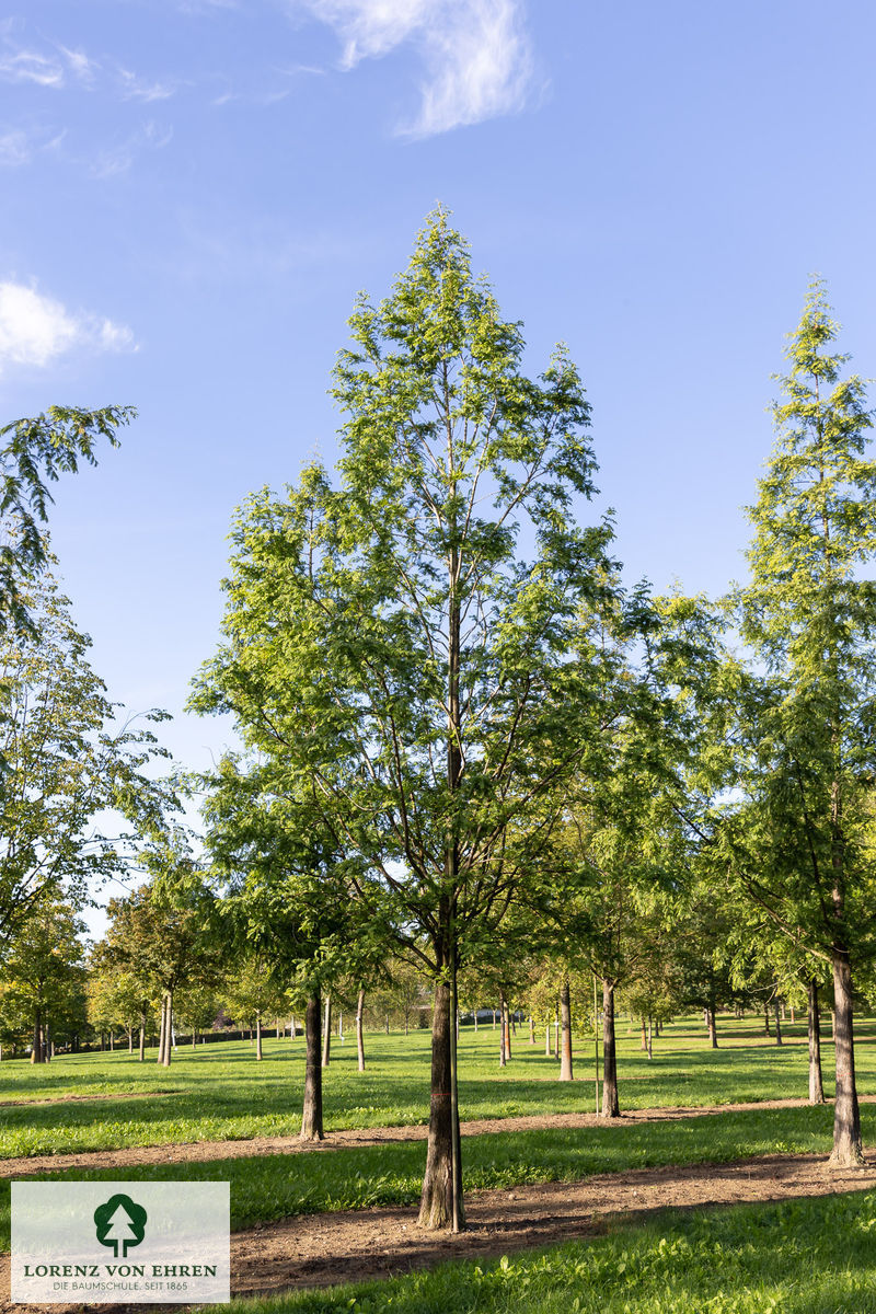 Metasequoia glyptostroboides