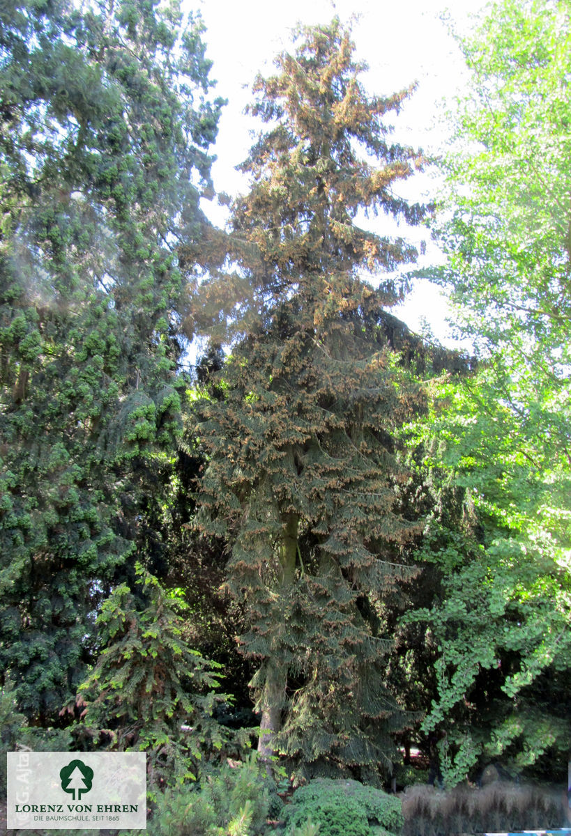 Picea orientalis