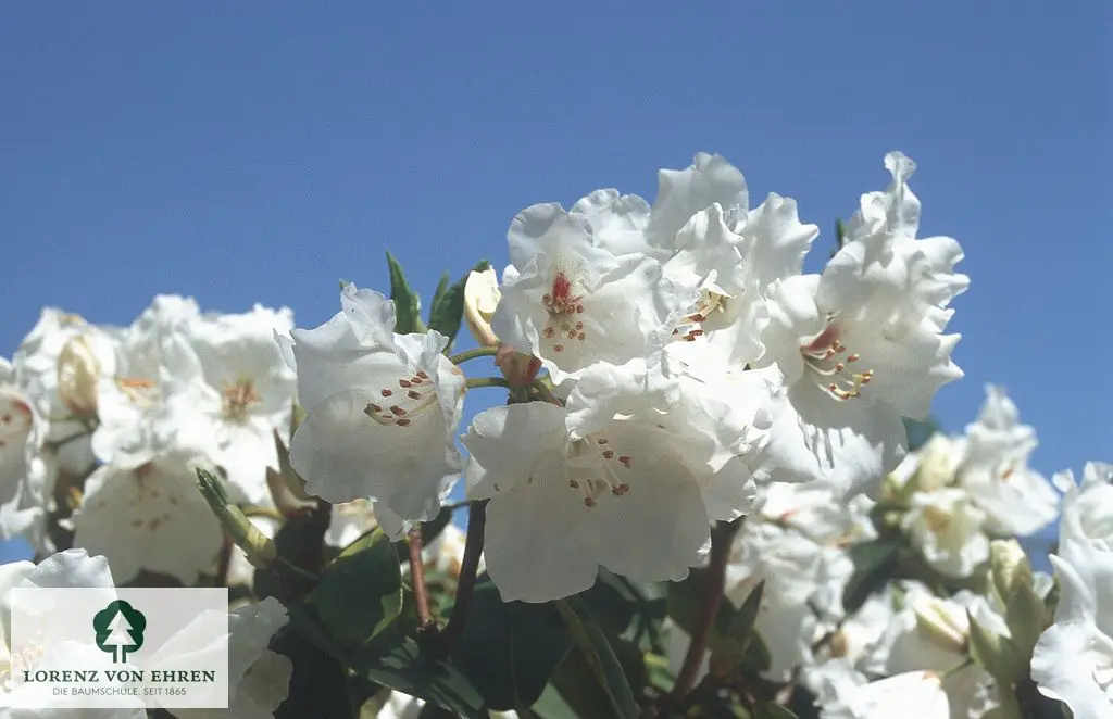 Rhododendron Hybride 'Schneespiegel'