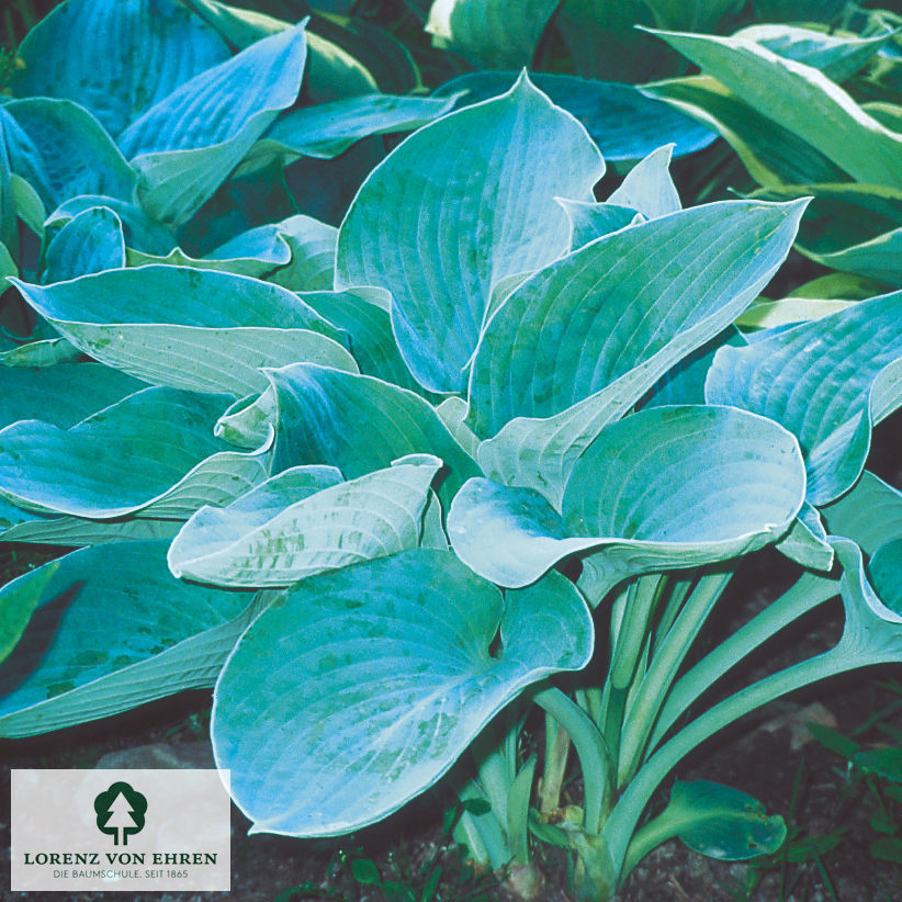 Hosta 'Elegans'
