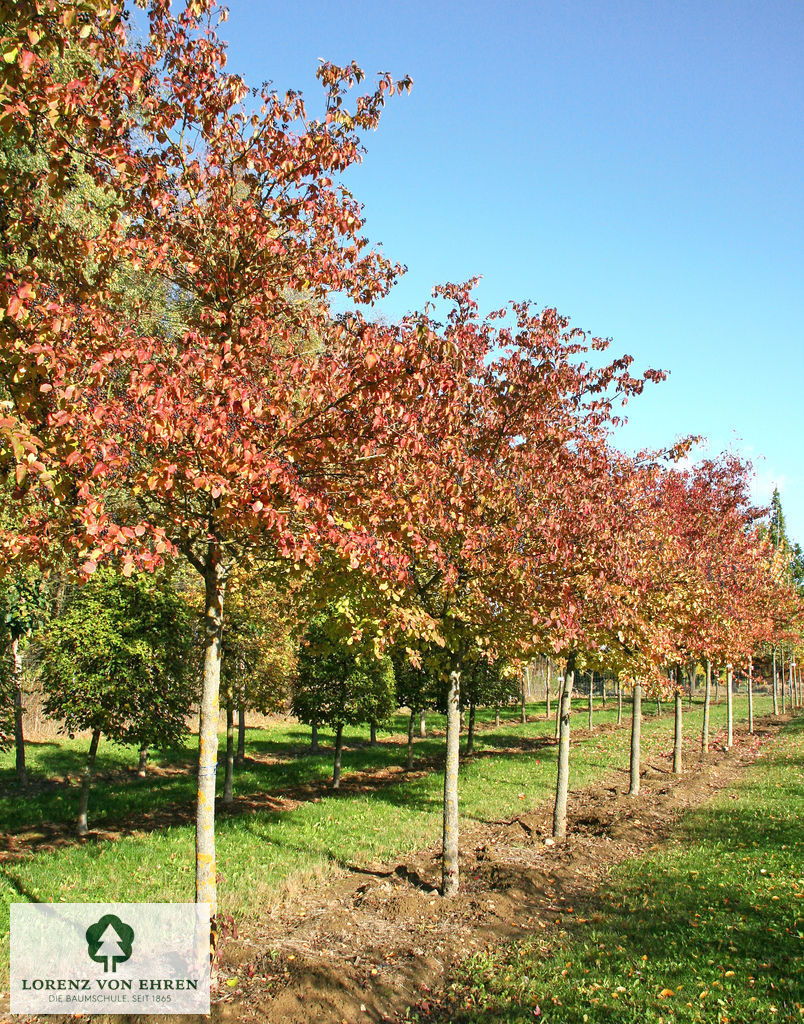 Cornus sanguinea