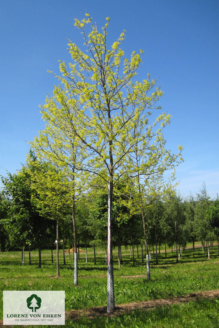 Gleditsia triacanthos 'Skyline'