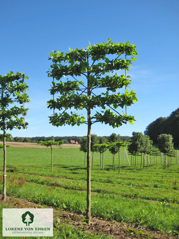 Platanus acerifolia
