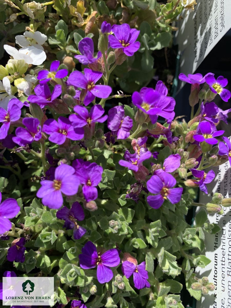 Aubrieta cultorum 'Hamburger Stadtpark'