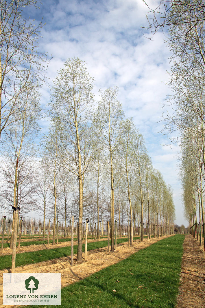 Salix alba 'Liempde'