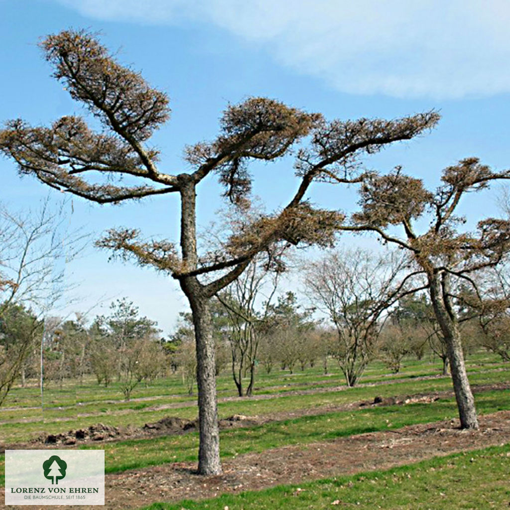 Larix kaempferi