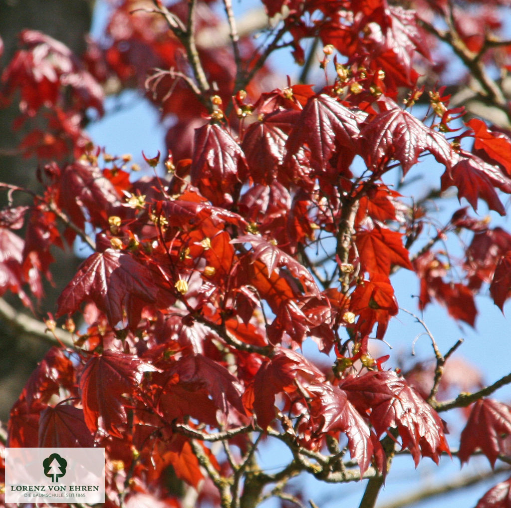 Acer platanoides 'Schwedleri'