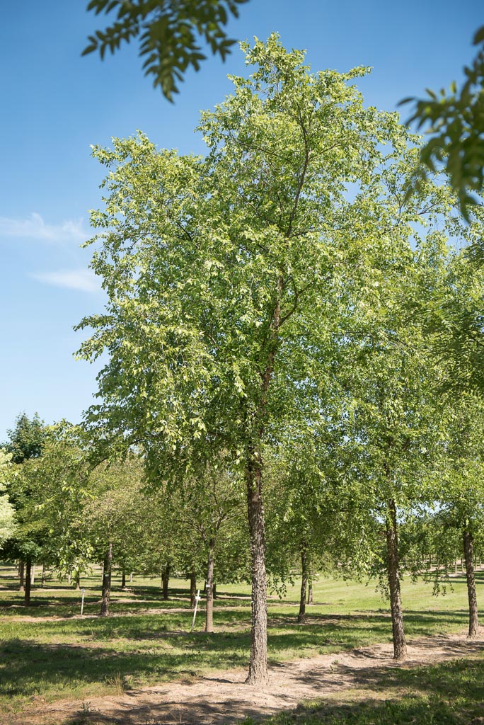 Betula nigra Unikat