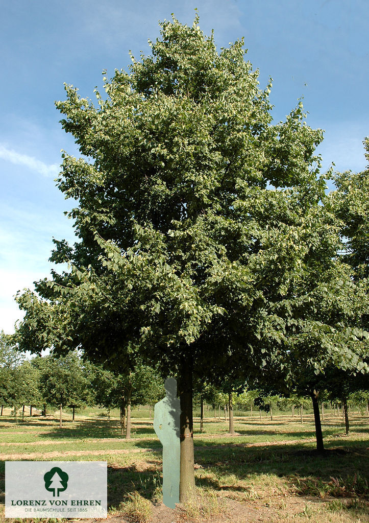 Tilia cordata 'Greenspire'