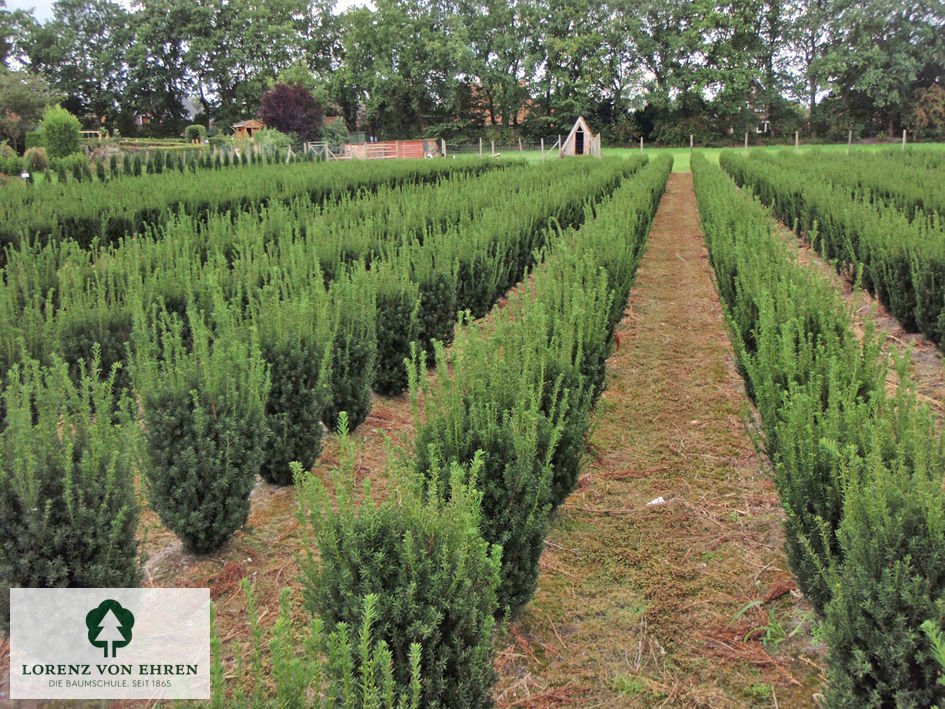 Taxus media 'Hillii'