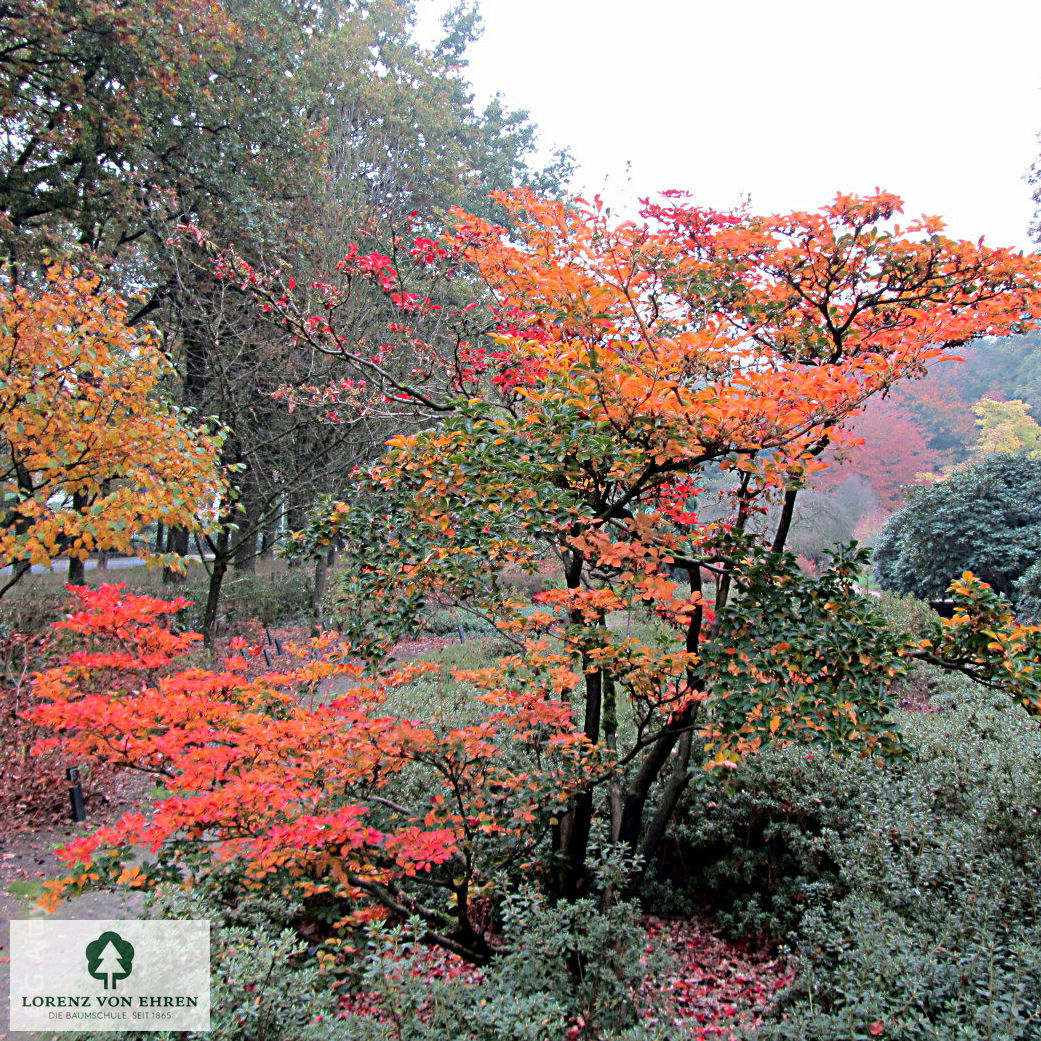 Enkianthus campanulatus