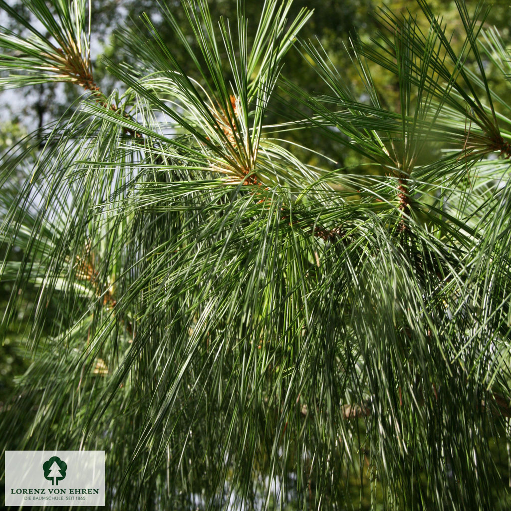 Pinus wallichiana