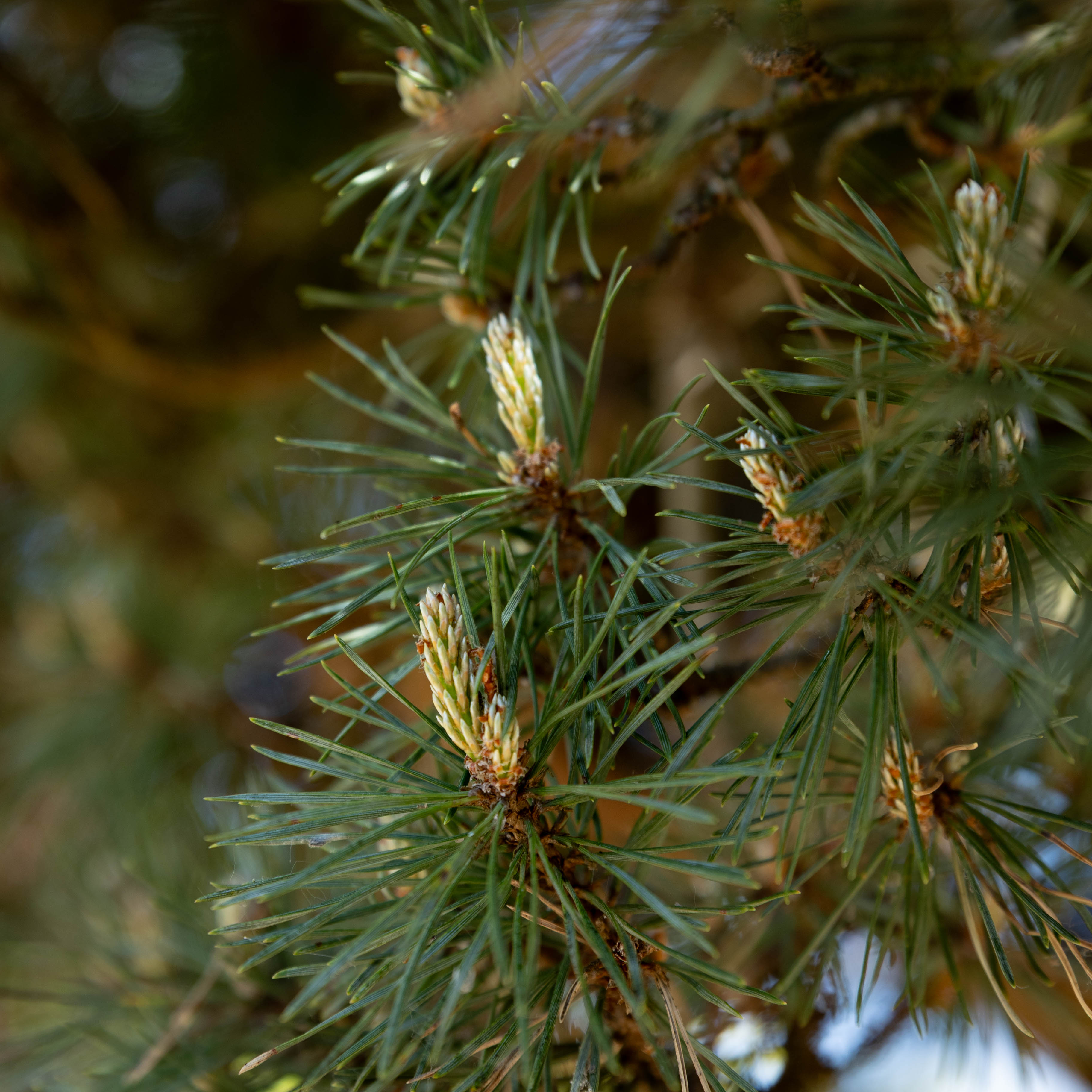 Pinus sylvestris 'Watereri' VJ