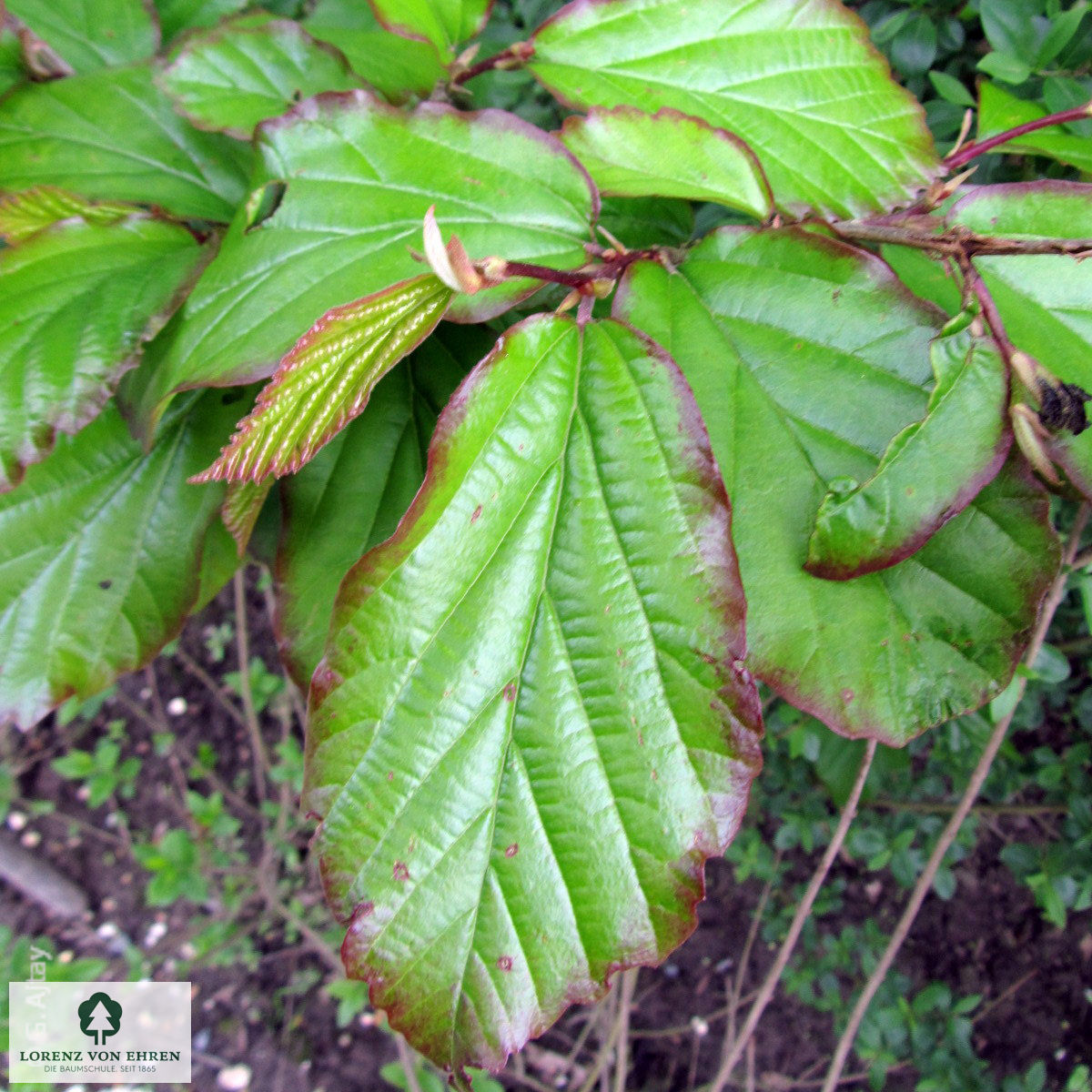 Parrotia persica 'Vanessa'