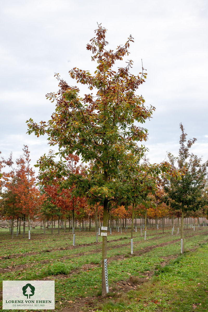 Quercus petraea