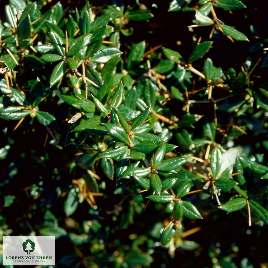 Berberis frikartii 'Verrucandi'