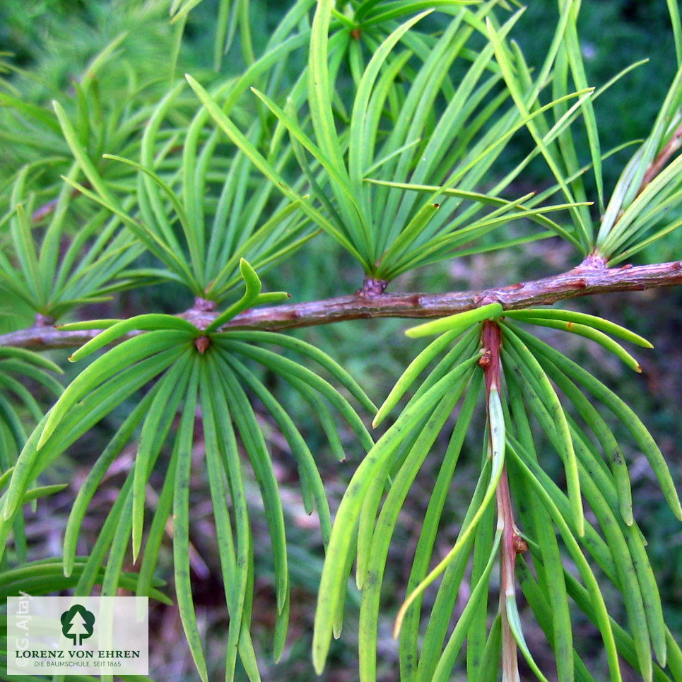 Pseudolarix amabilis