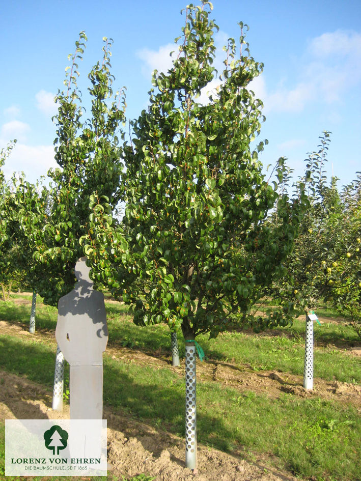 Pyrus communis 'Gellerts Butterbirne'