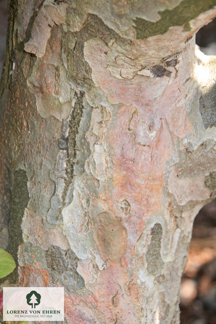 Nahaufnahme der einzigartigen Rinde eines Baumes mit grober Textur, markanten Risslinien und feinen Details.