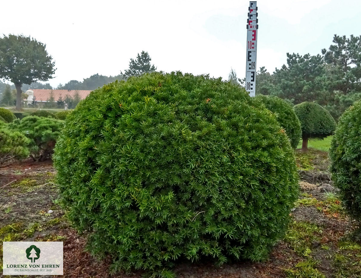 Taxus media 'Farmen'