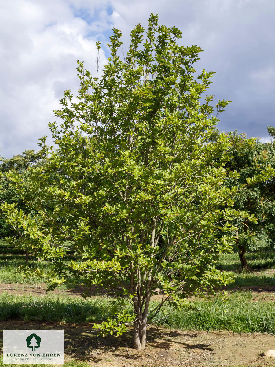 Magnolia kobus