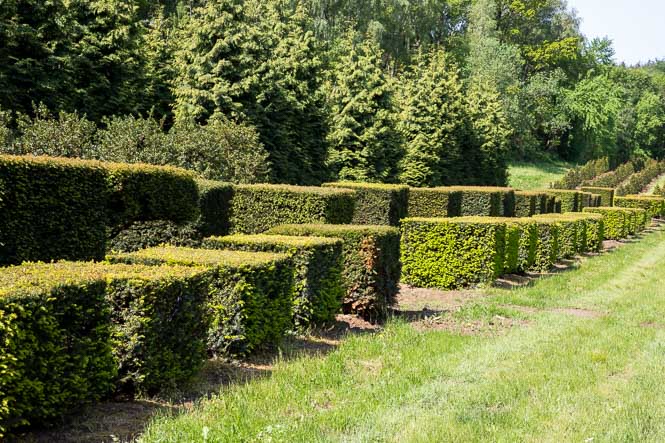 Taxus baccata Form Quader Eiben Quadrate