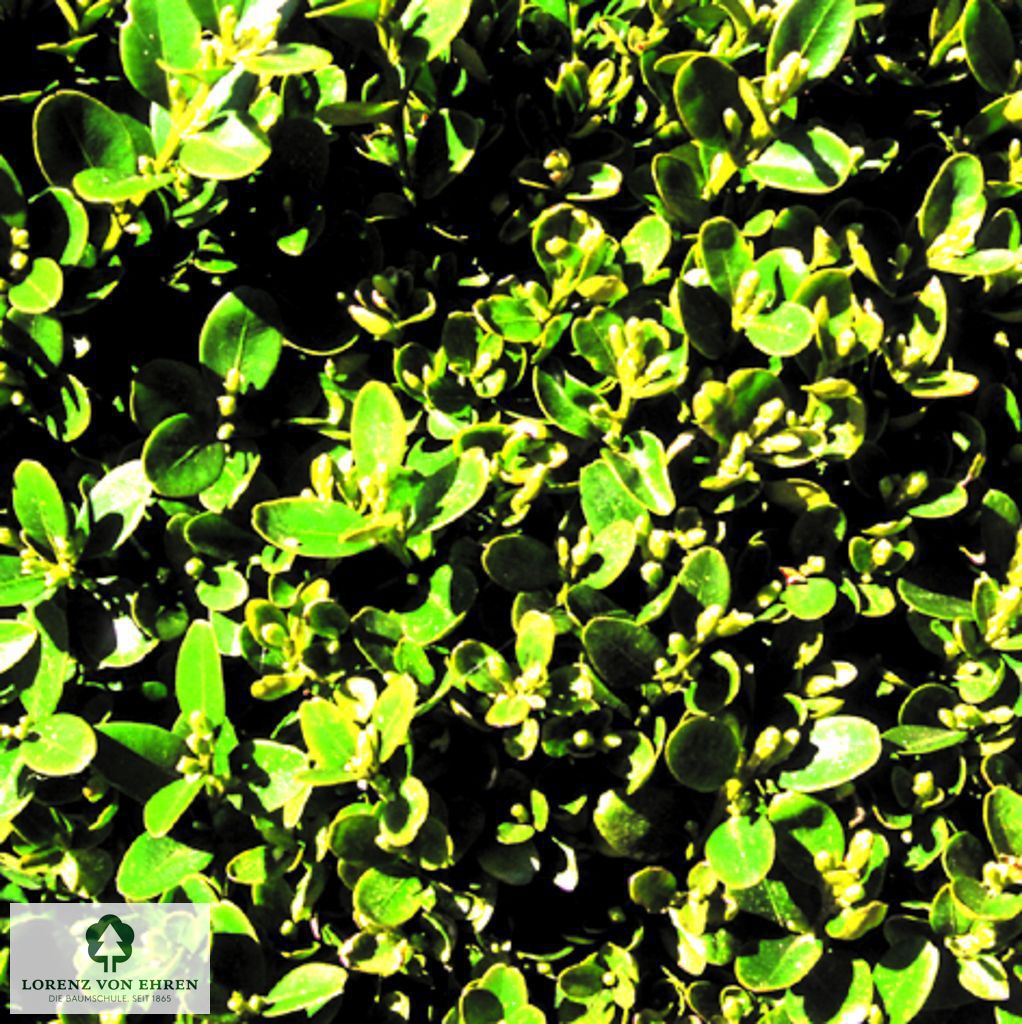 Buxus sempervirens 'Suffruticosa'