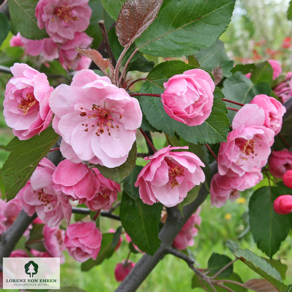 Malus 'Brandy Magic'