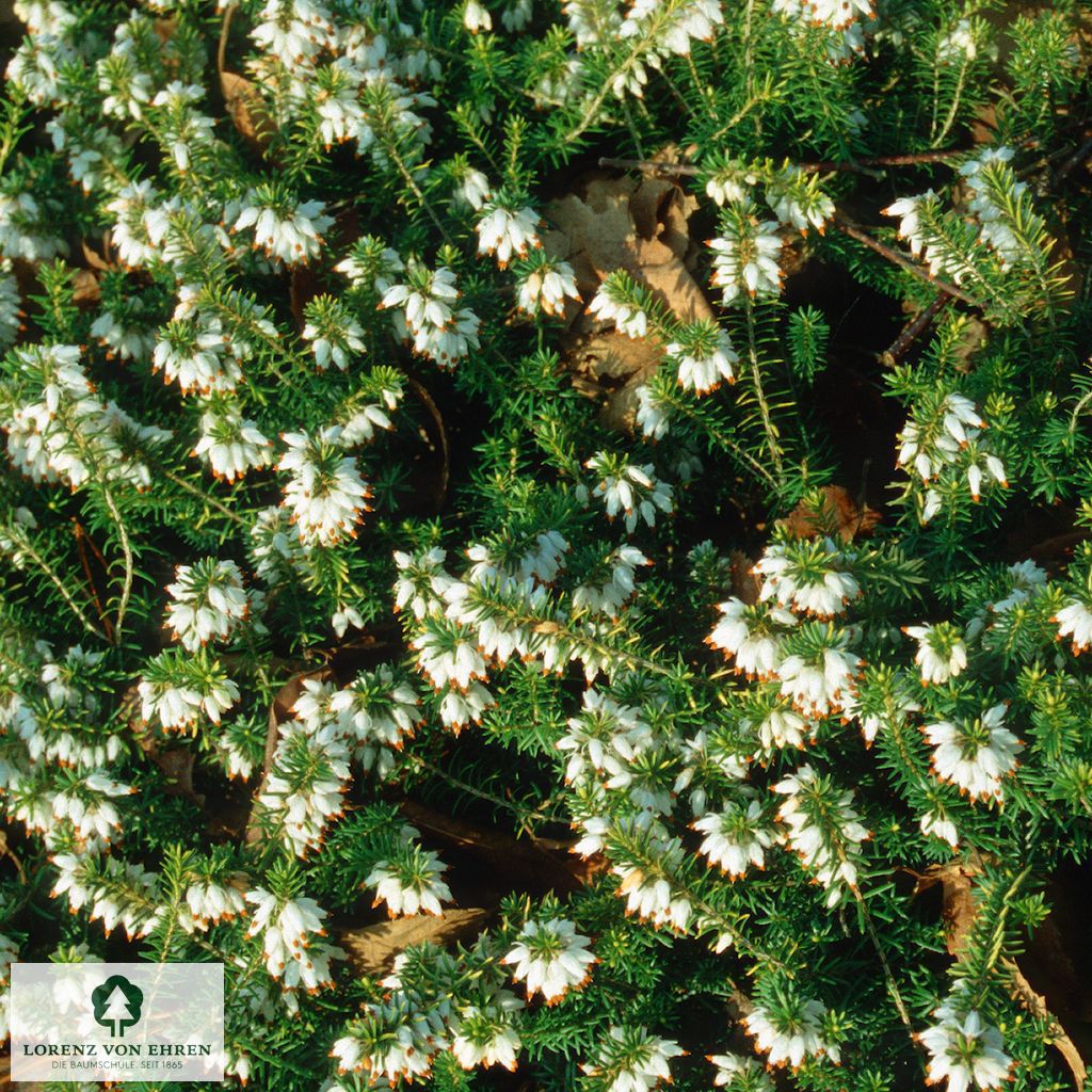 Erica carnea 'Golden Starlet'