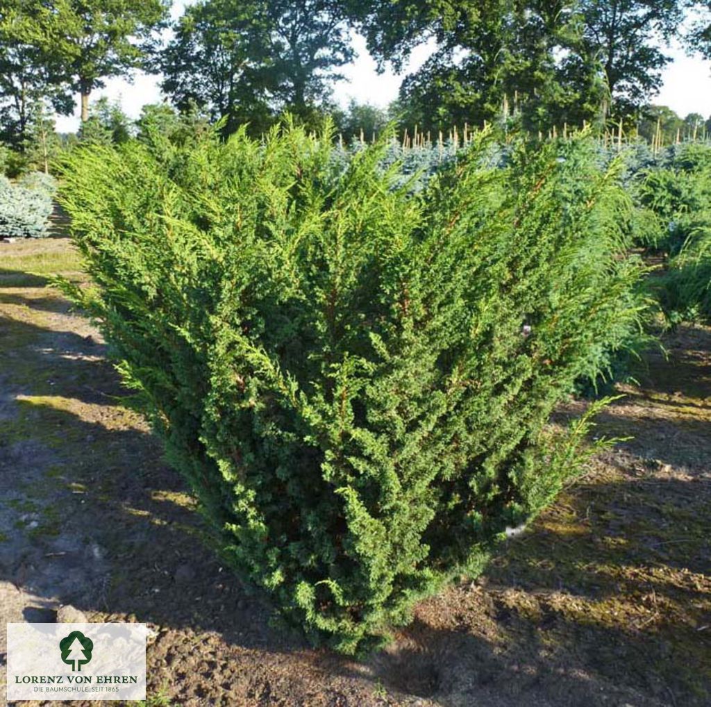 Juniperus chinensis 'Blaauw'