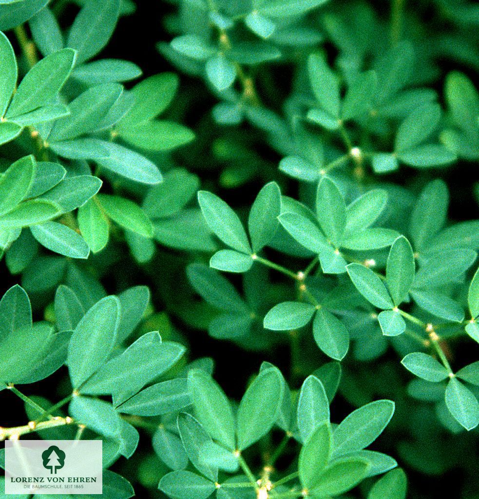 Cytisus nigricans 'Cyni'