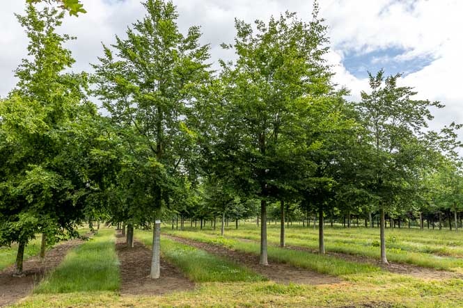 Sommergrüne Buchen  streben in die Höhe