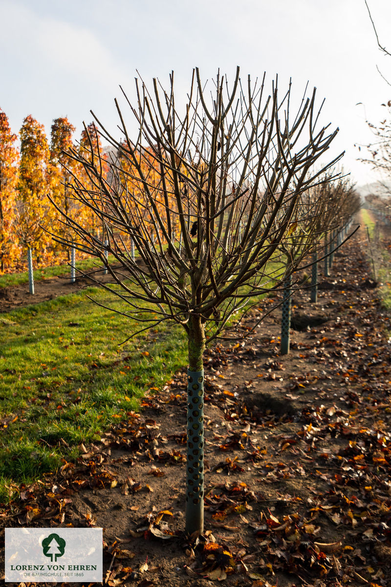 Syringa prestoniae 'Elinor'