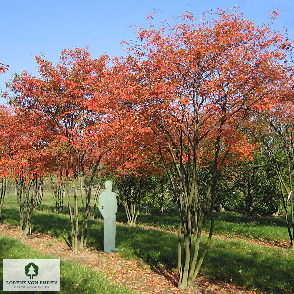 Amelanchier larmarkii Mehrstämmer im Herbst