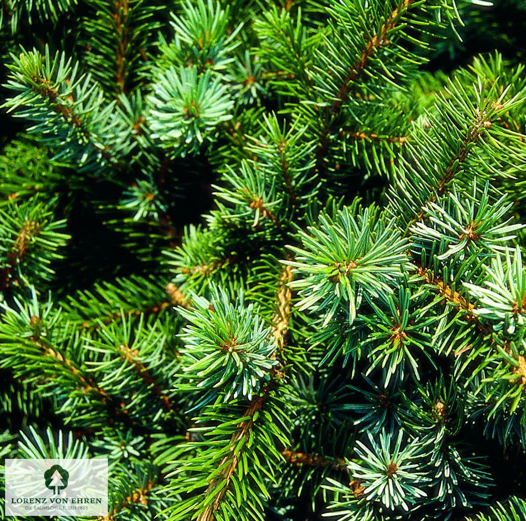 Picea sitchensis