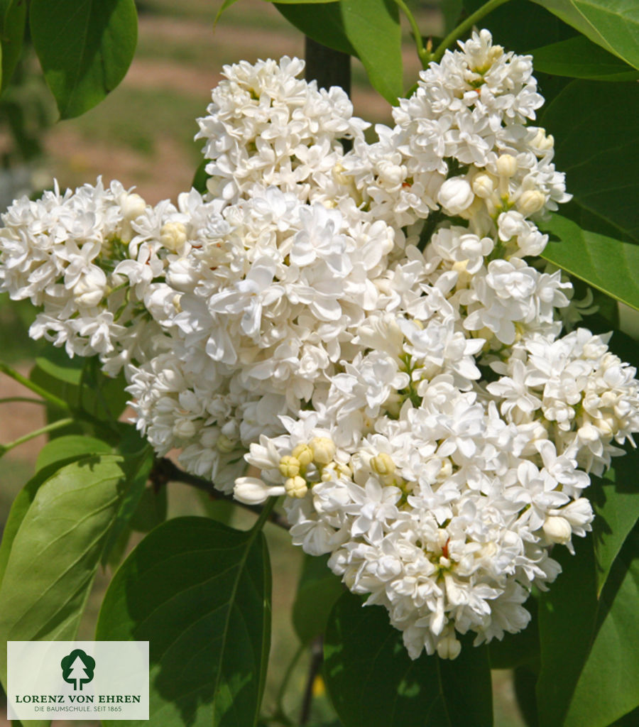 Syringa vulgaris 'Mme Lemoine'