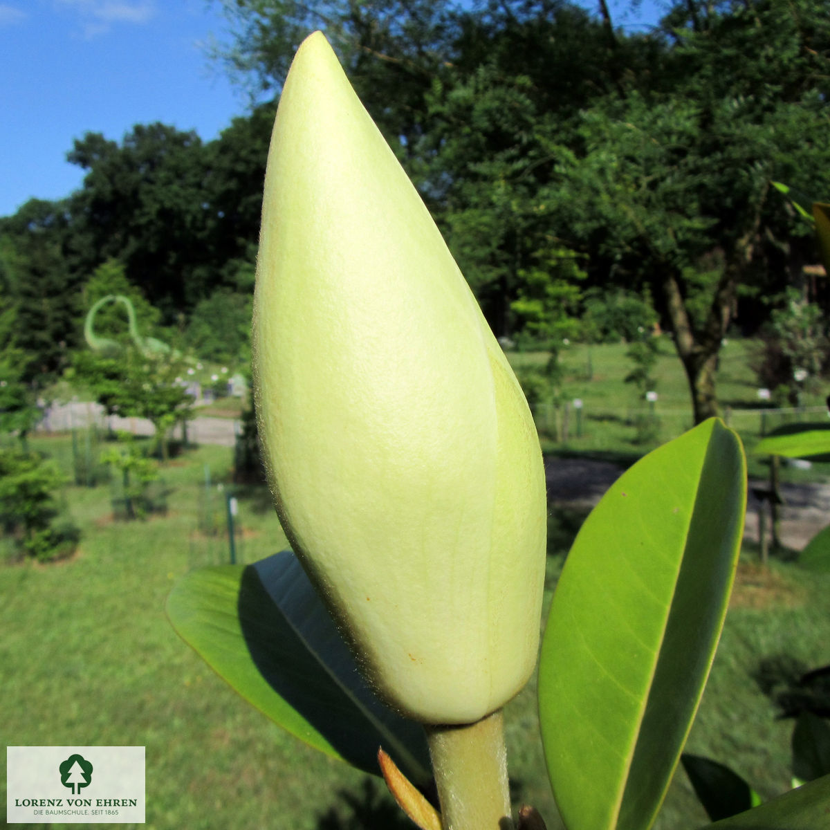 Magnolia grandiflora 'Goliath'