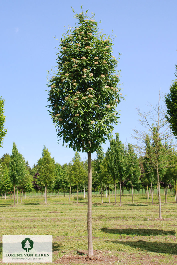 Sorbus thuringiaca 'Fastigiata'