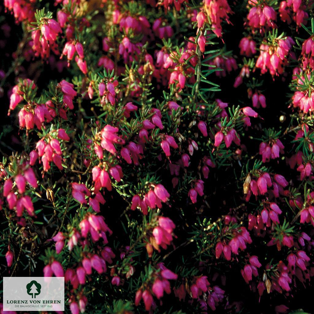 Erica carnea 'Myretoun Ruby'