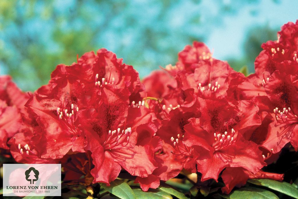 Rhododendron Hybride 'Erato'