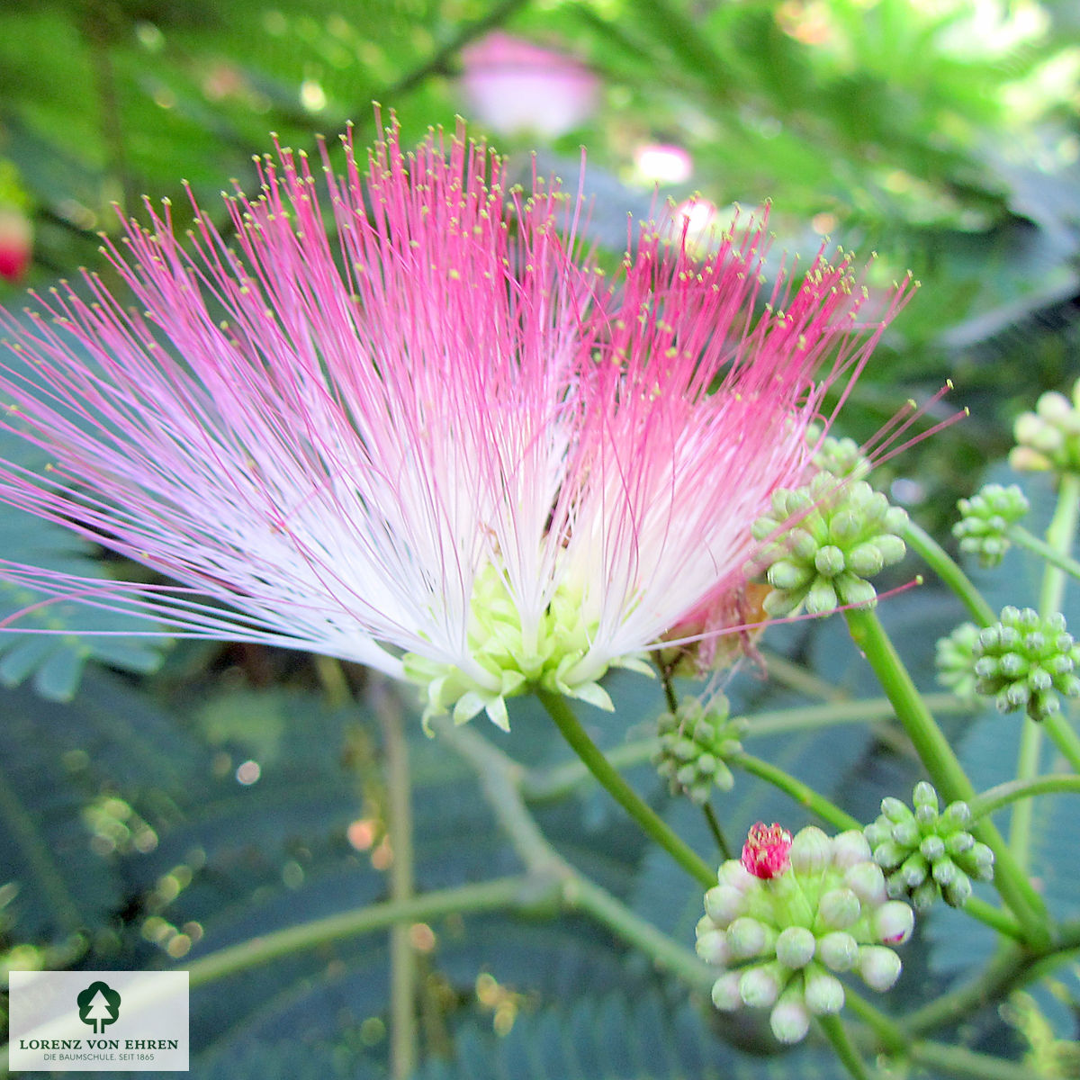 Albizia julibrissin 'Boubri'