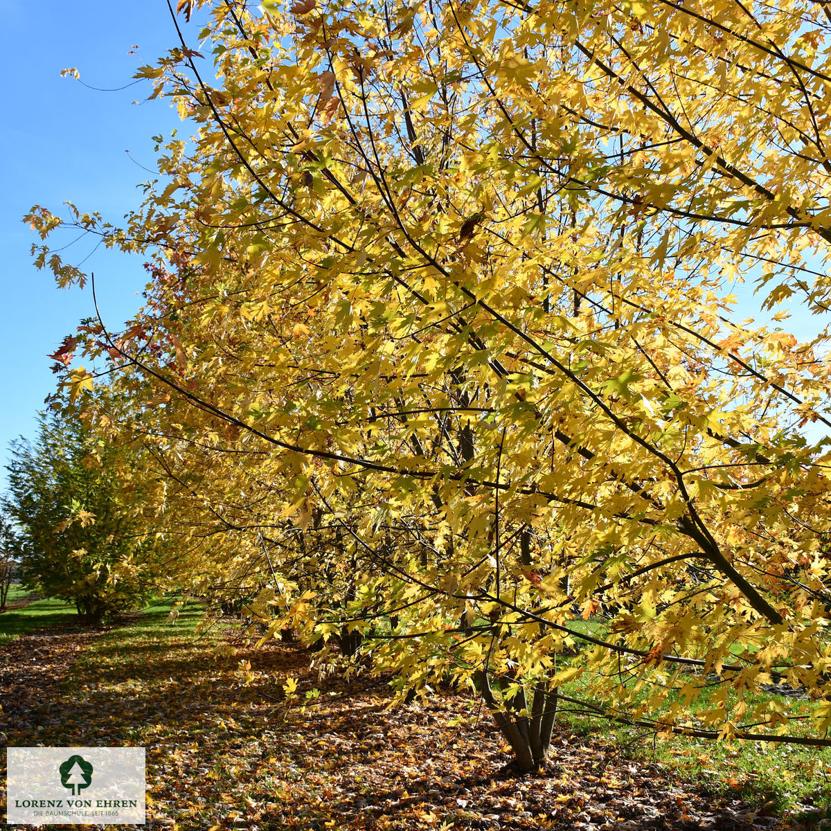 Acer saccharinum