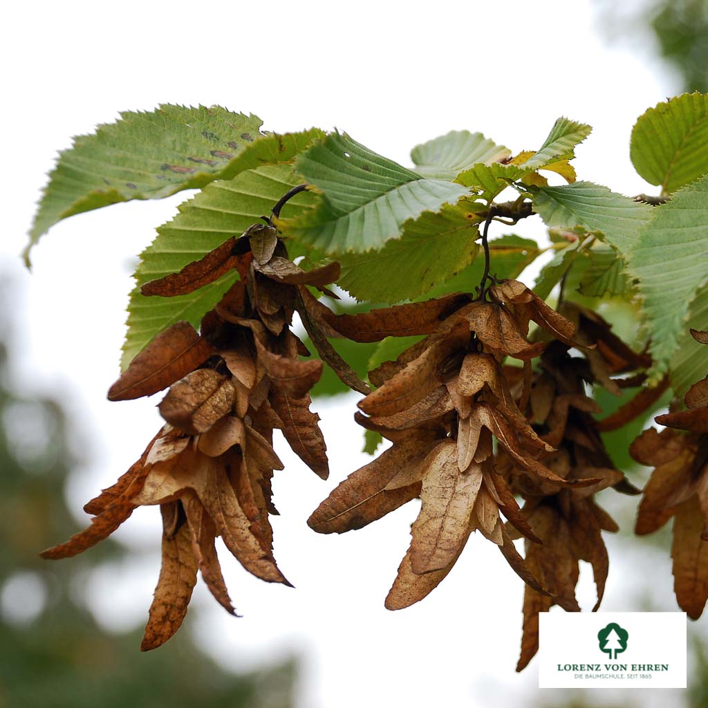 Carpinus betulus