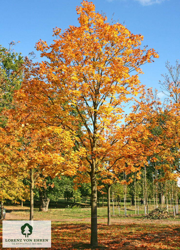 Acer platanoides 'Emerald Queen'