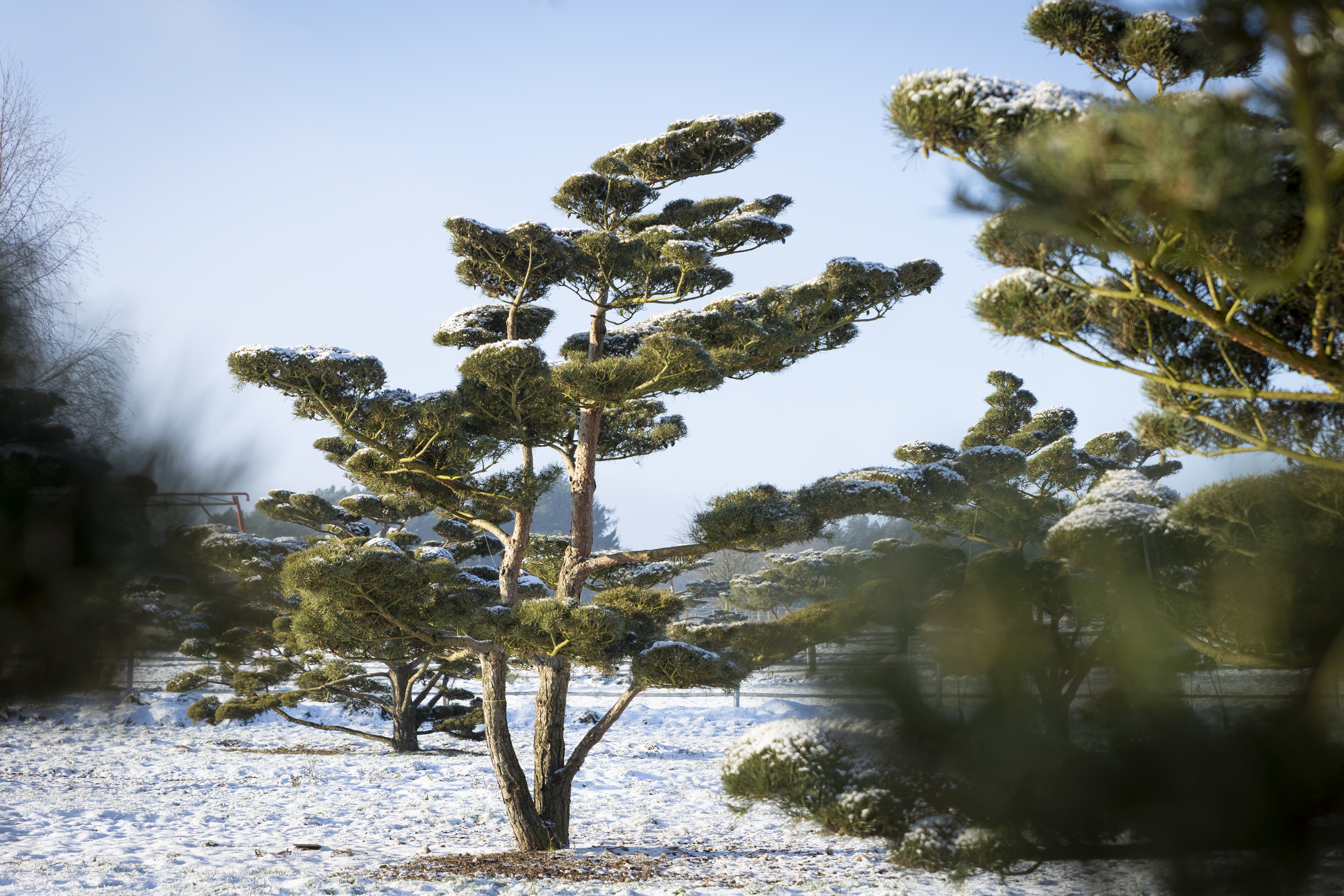 Pinus sylvestris 'Norske Typ' Unikat