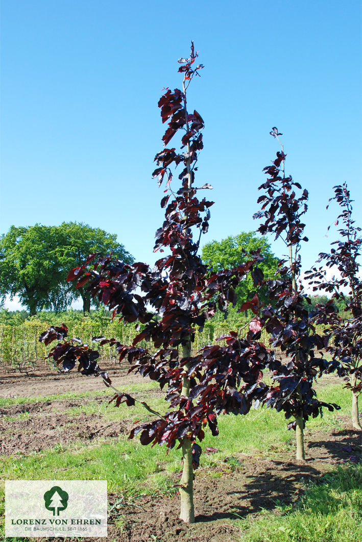 Fagus sylvatica 'Atropunicea'