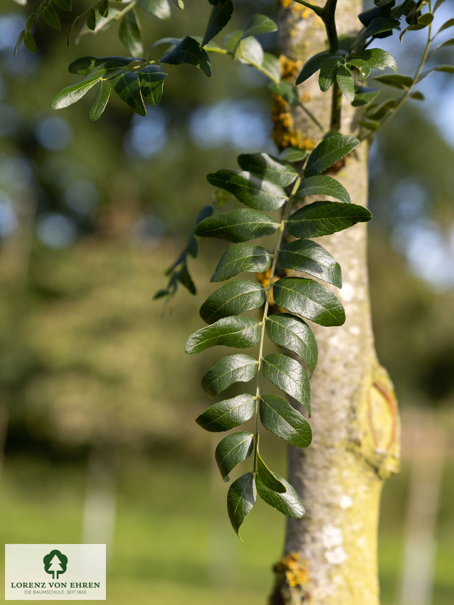 Gleditsia triacanthos 'Draves'